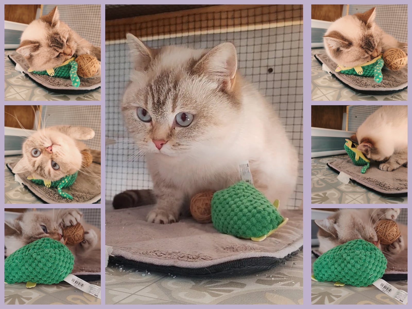 New catnip toy to play with while settling into the birthing/kitten pen.