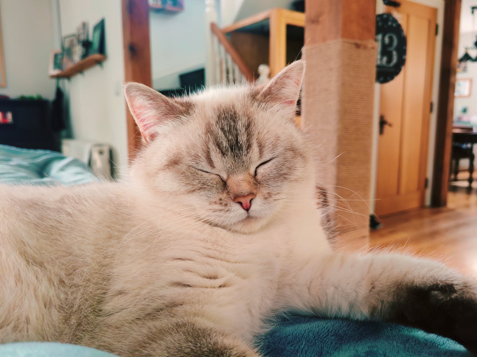 Chiisana snoozing on the back of the sofa