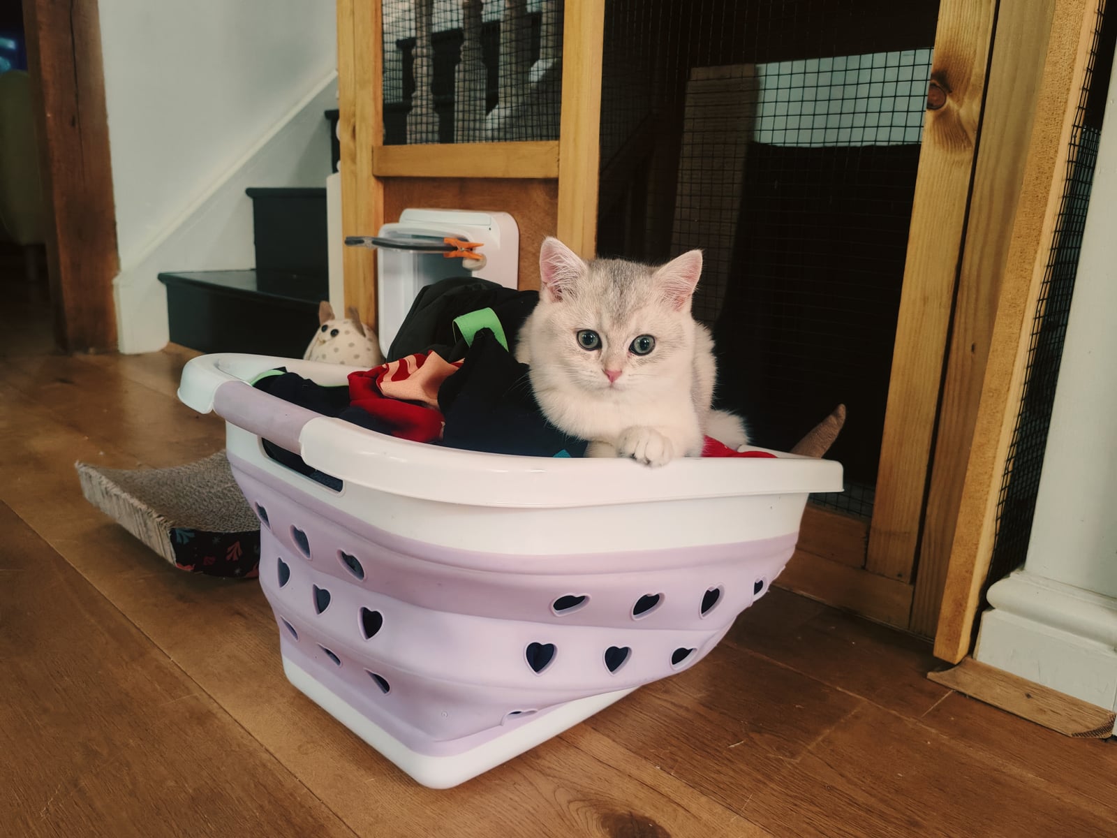 FelisMagicae Yukiko
